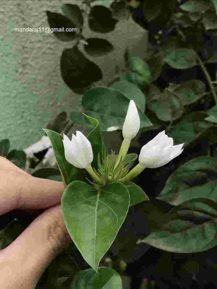 Jasminum multiflorum