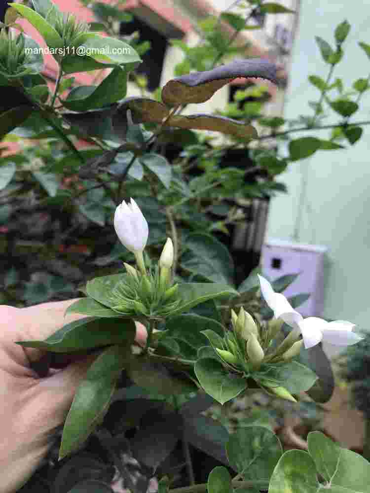 Jasminum multiflorum