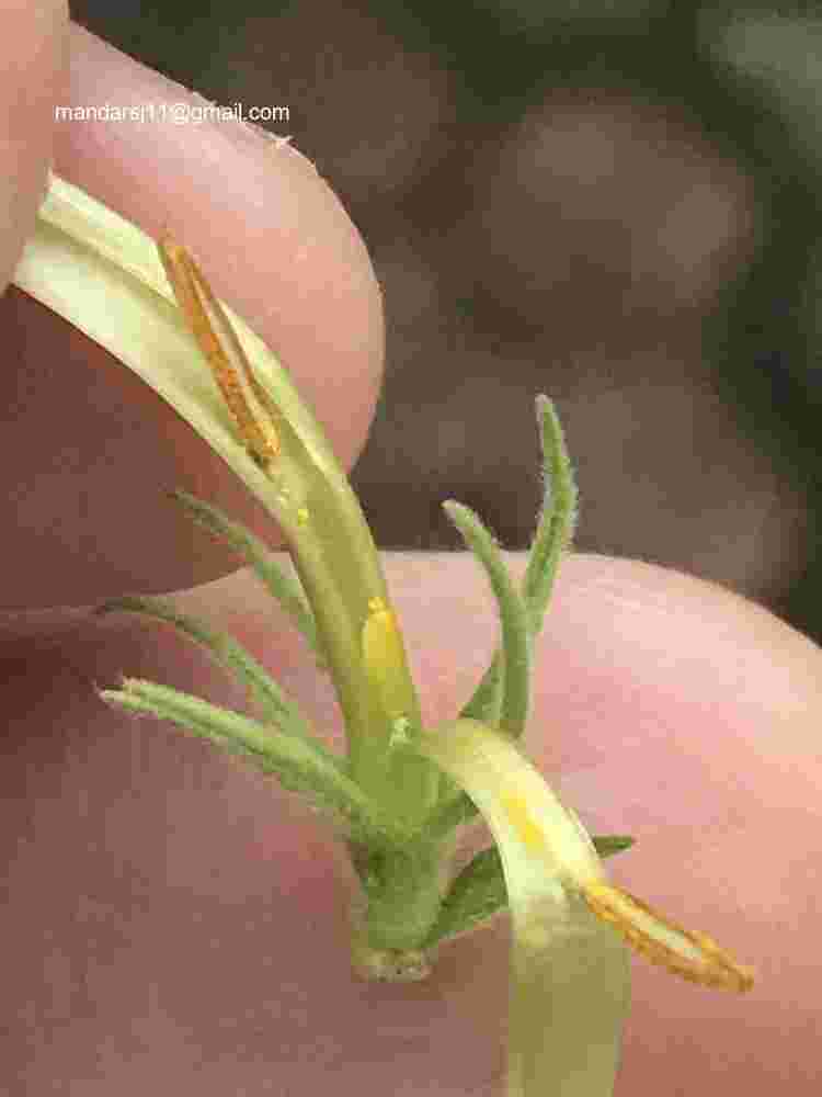 Jasminum multiflorum