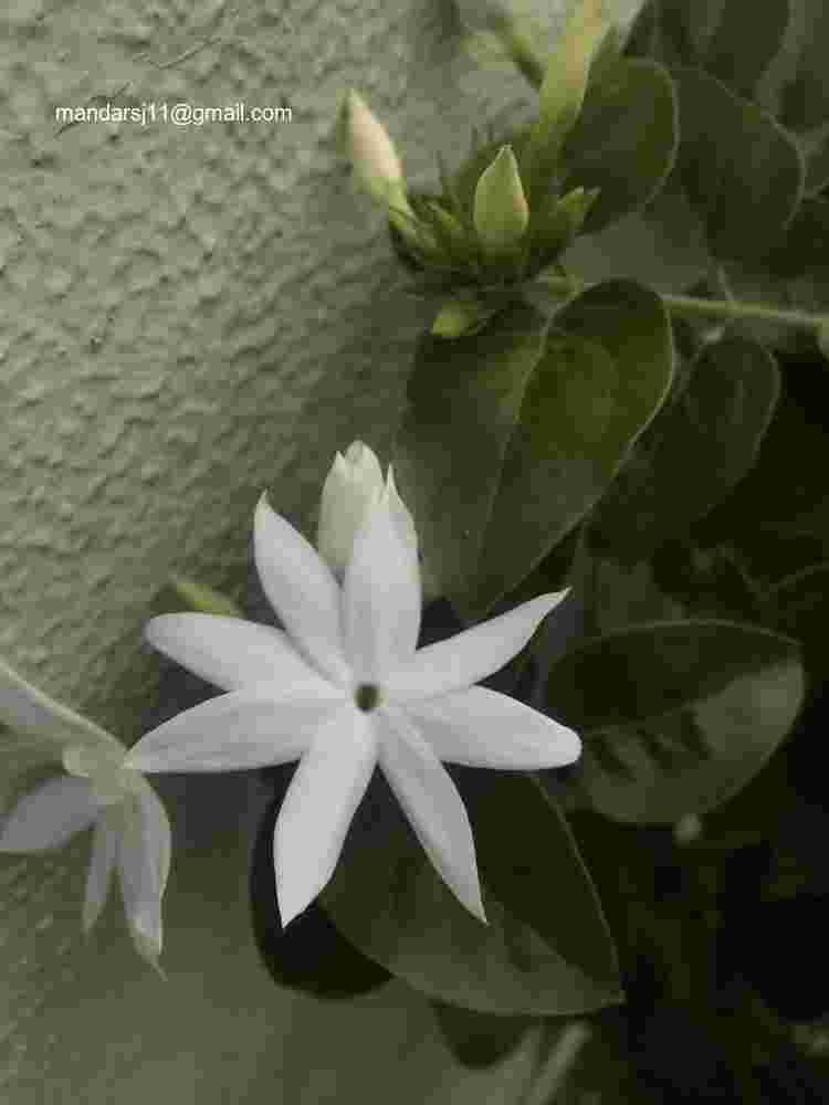 Jasminum multiflorum