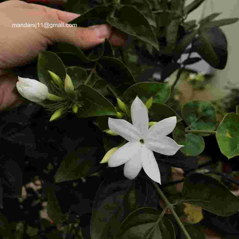 Jasminum multiflorum