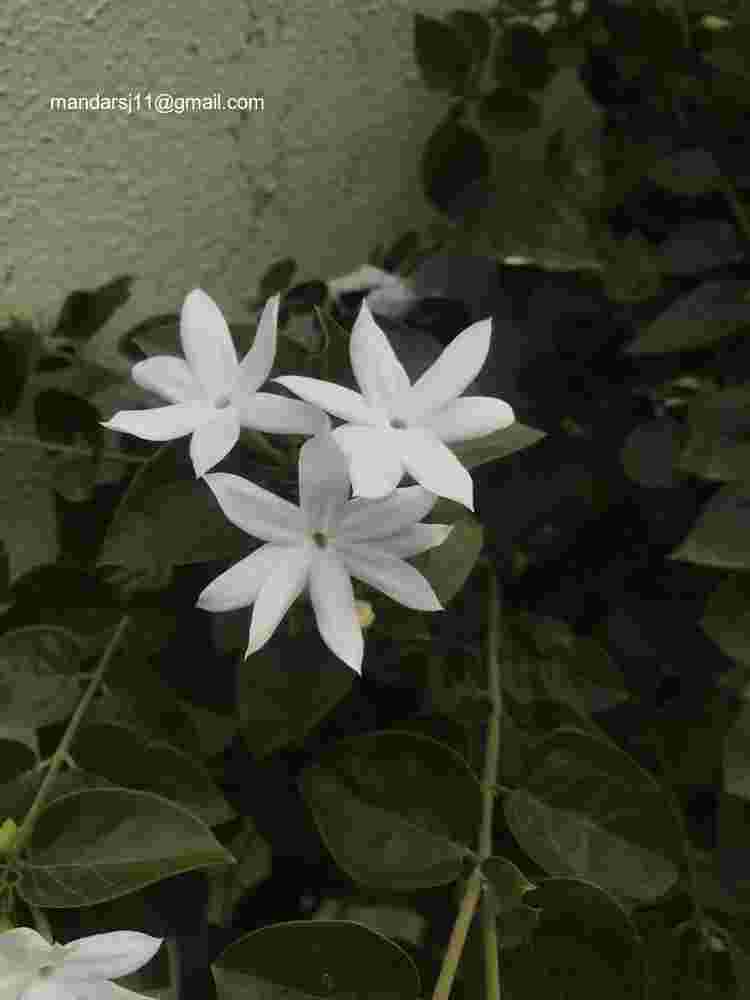 Jasminum multiflorum