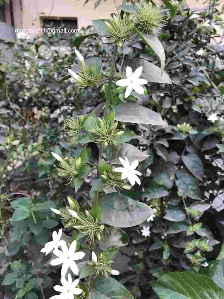 Jasminum multiflorum