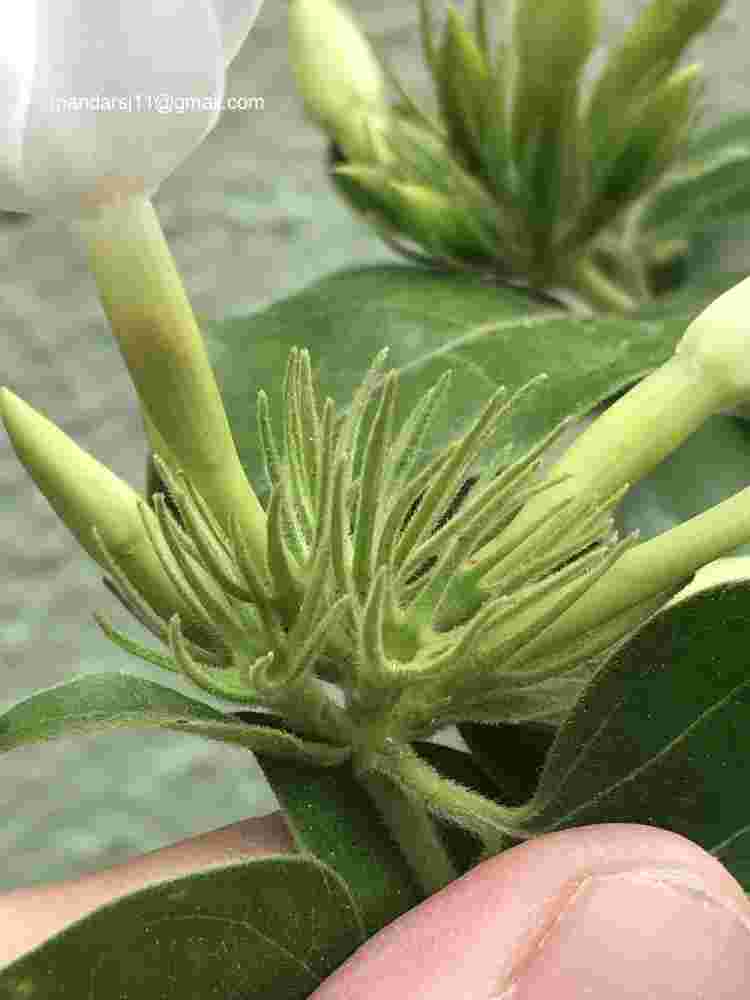 Jasminum multiflorum