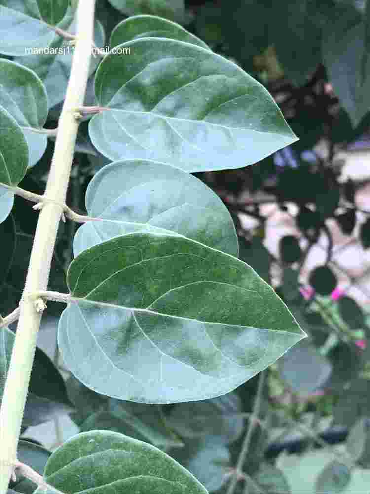 Jasminum multiflorum