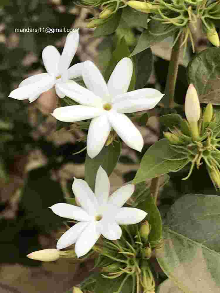 Jasminum multiflorum