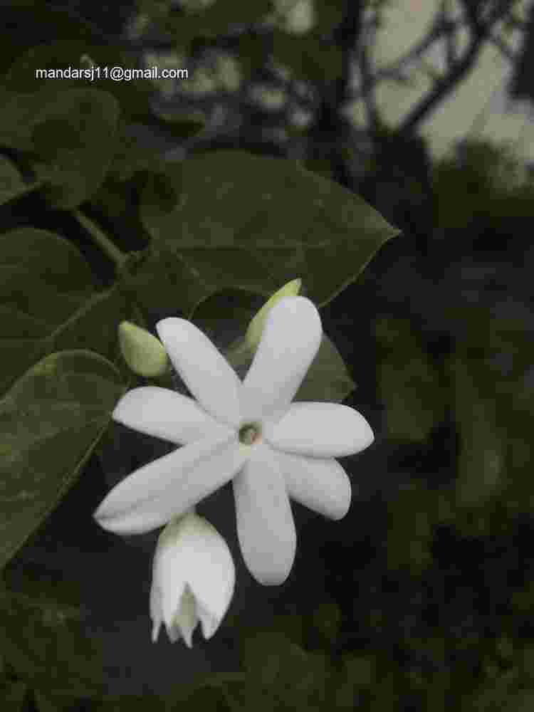 Jasminum multiflorum