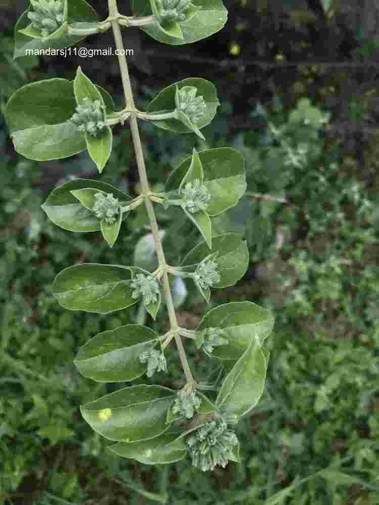 Jasminum multiflorum