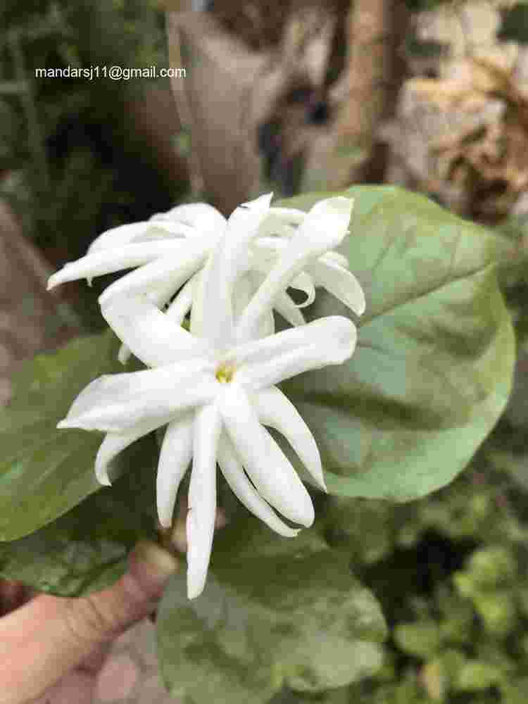 Jasminum sambac