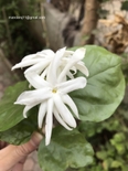 Jasminum sambac