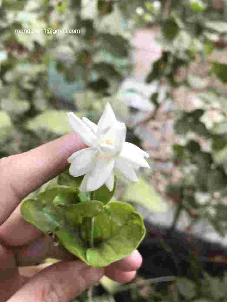 Jasminum sambac