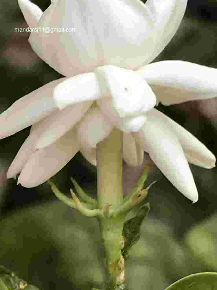 Jasminum sambac