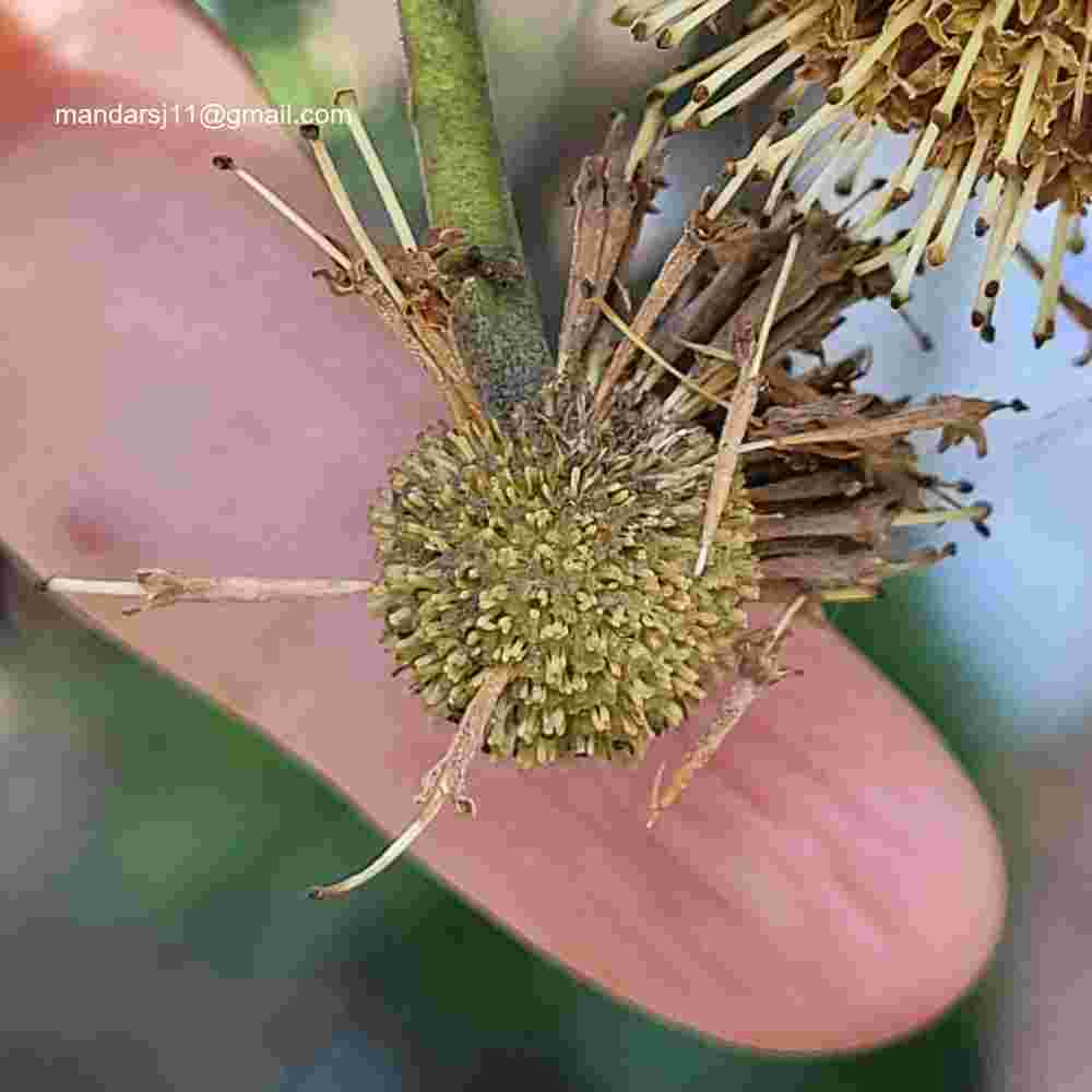 Adina cordifolia