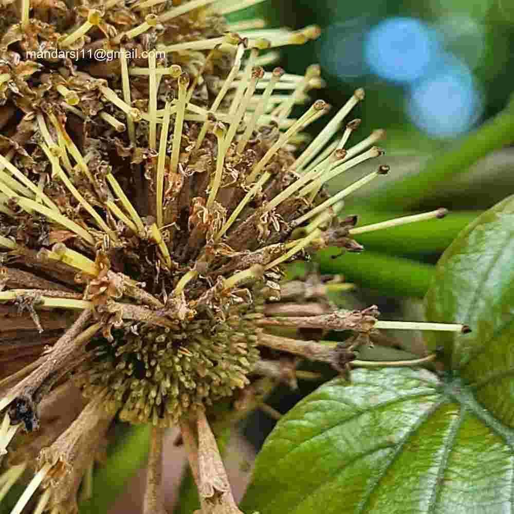 Adina cordifolia