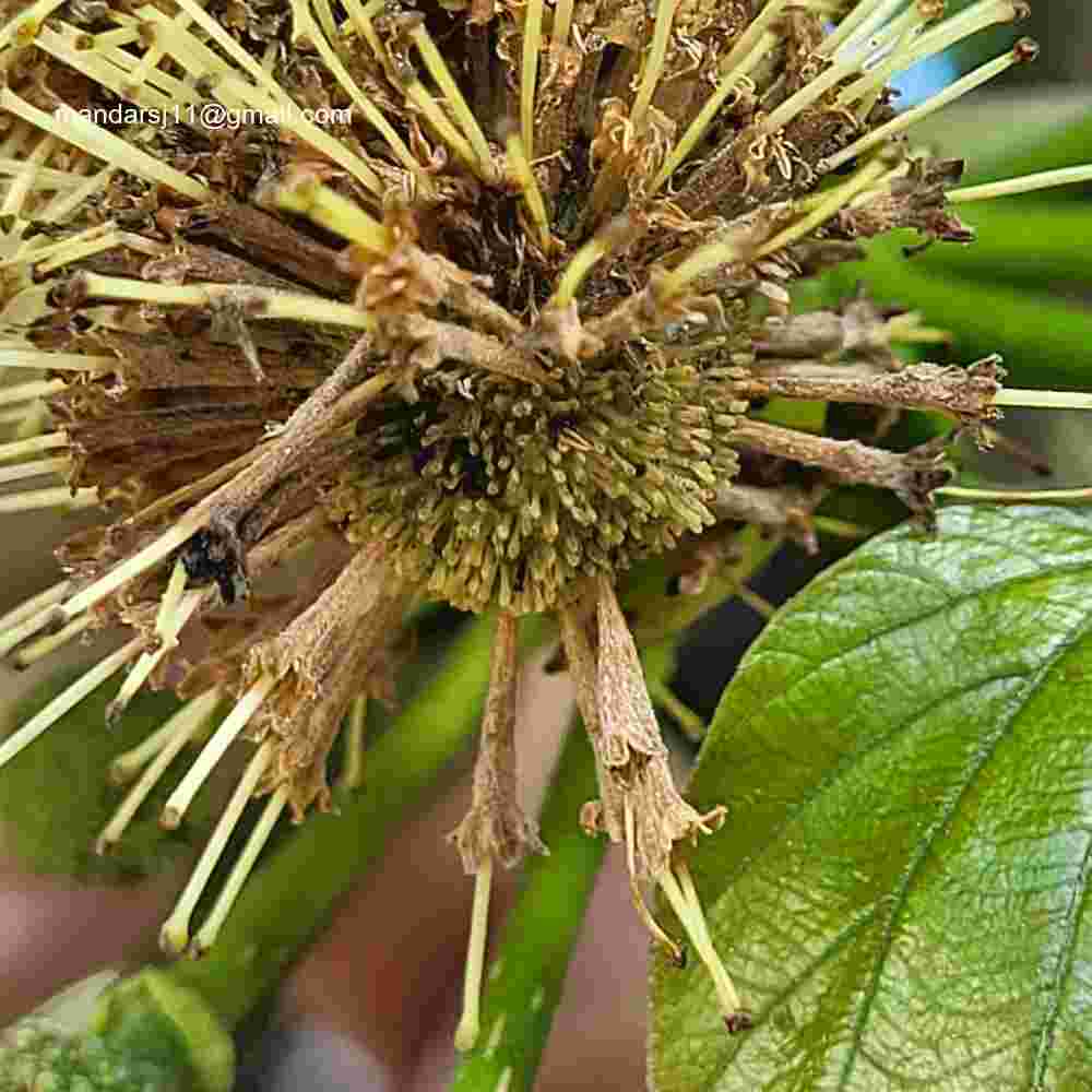 Adina cordifolia