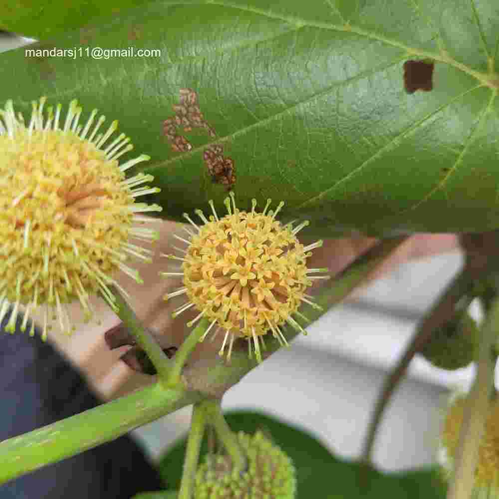 Adina cordifolia