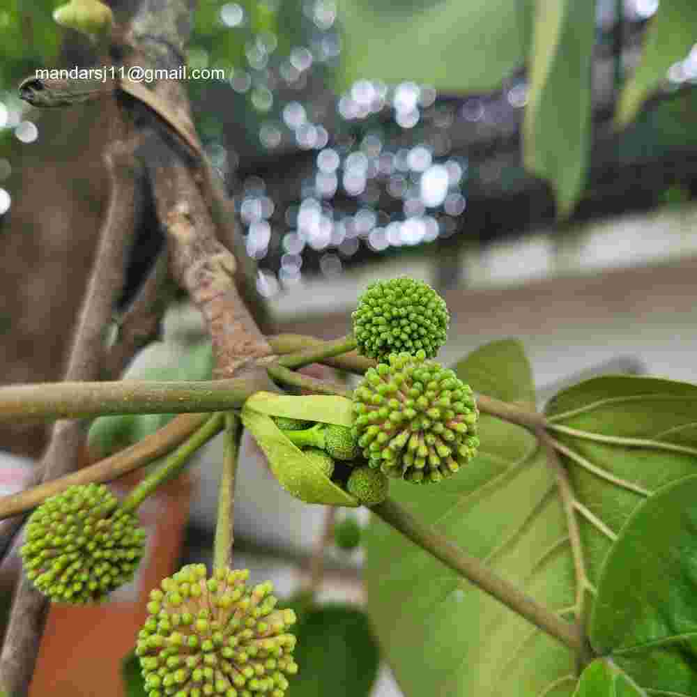 Adina cordifolia