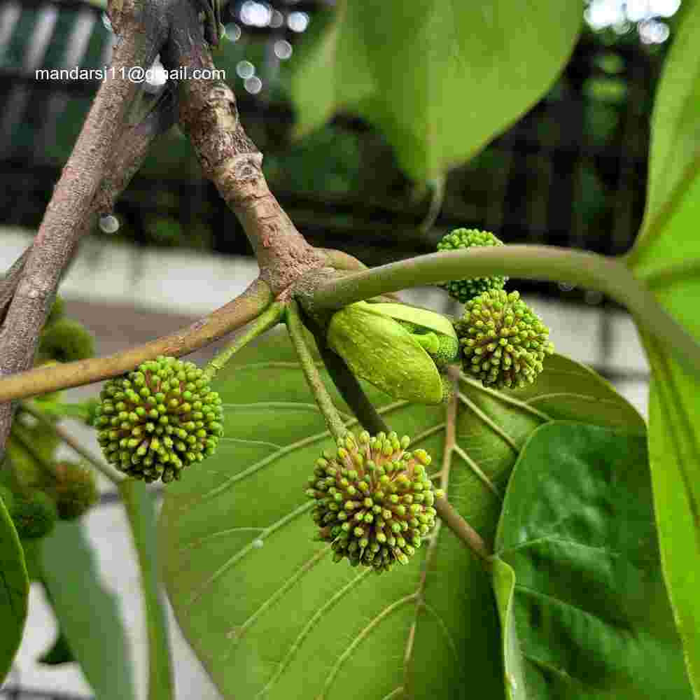 Adina cordifolia