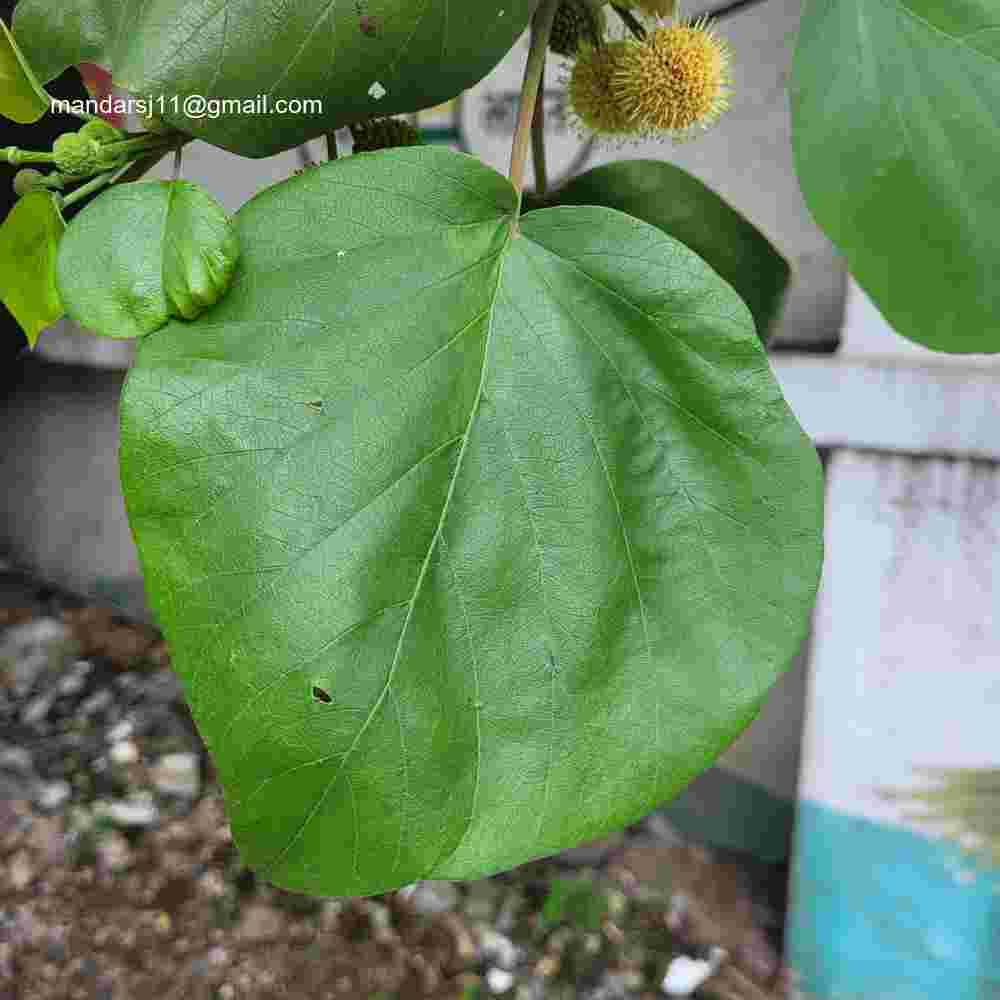 Adina cordifolia