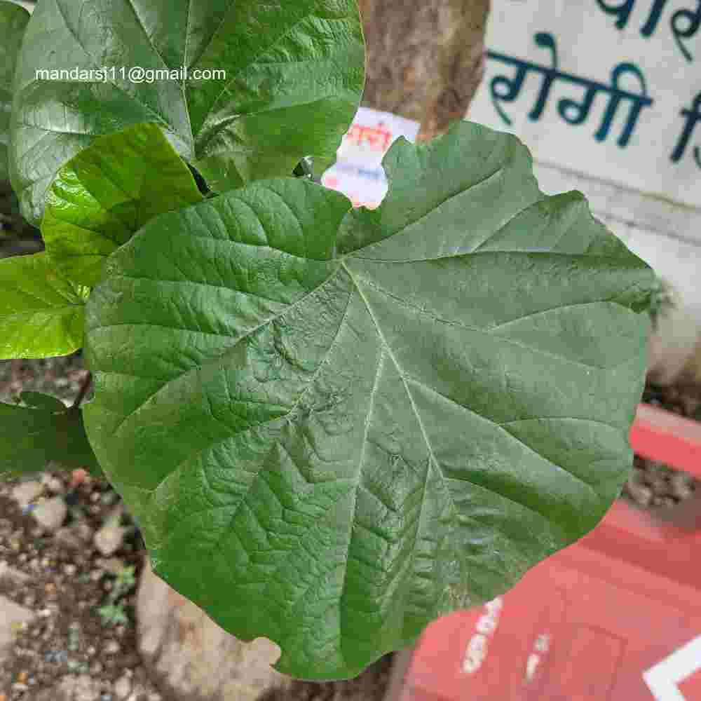 Adina cordifolia