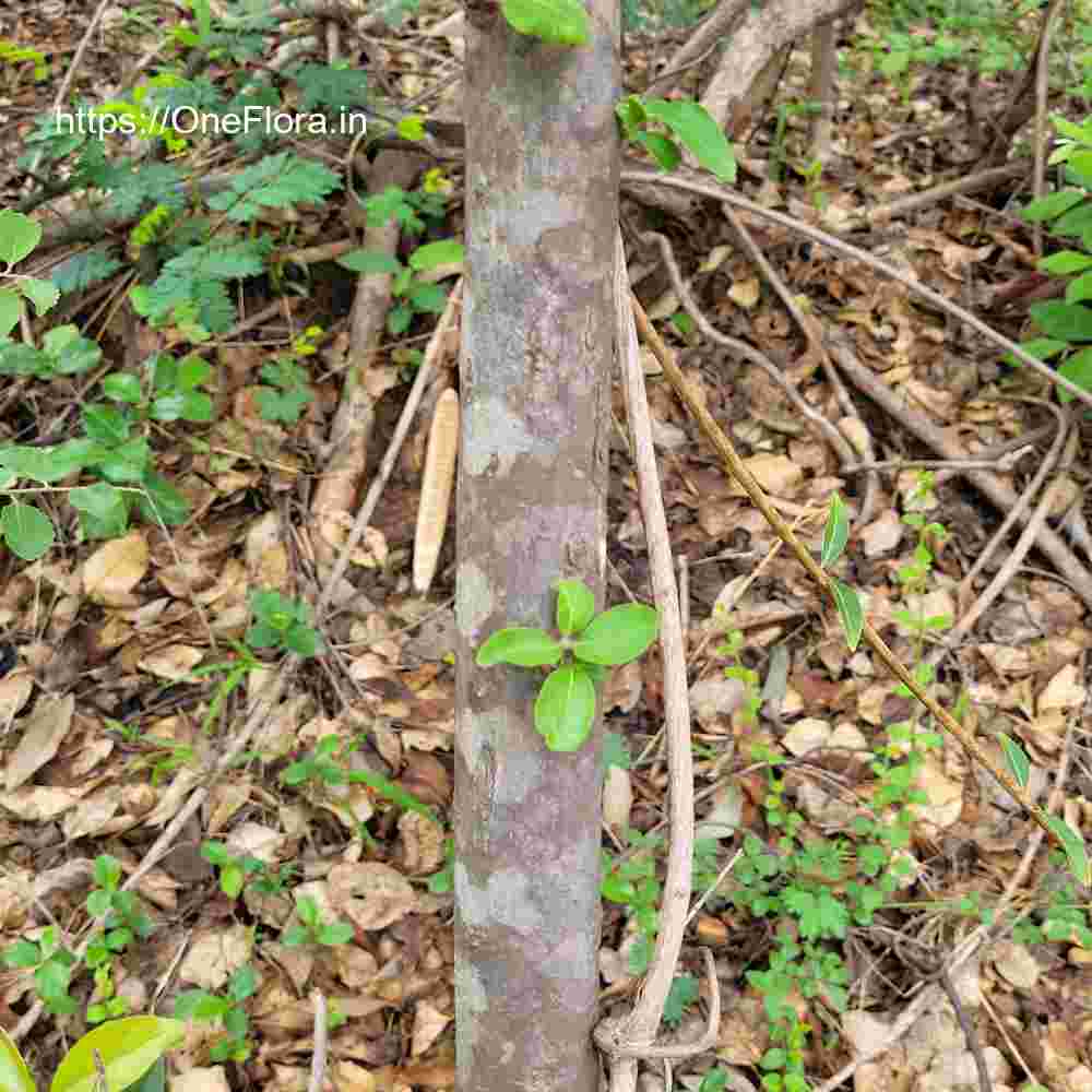 Catunaregam spinosa