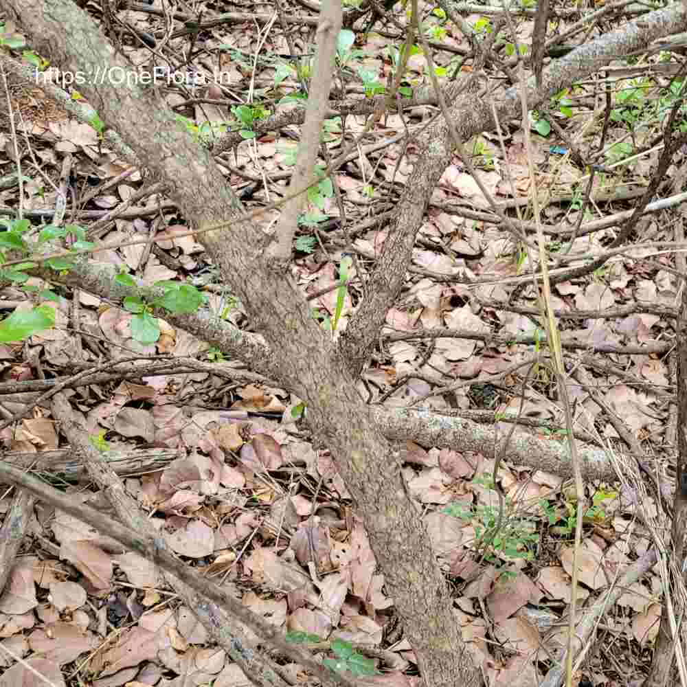 Catunaregam spinosa