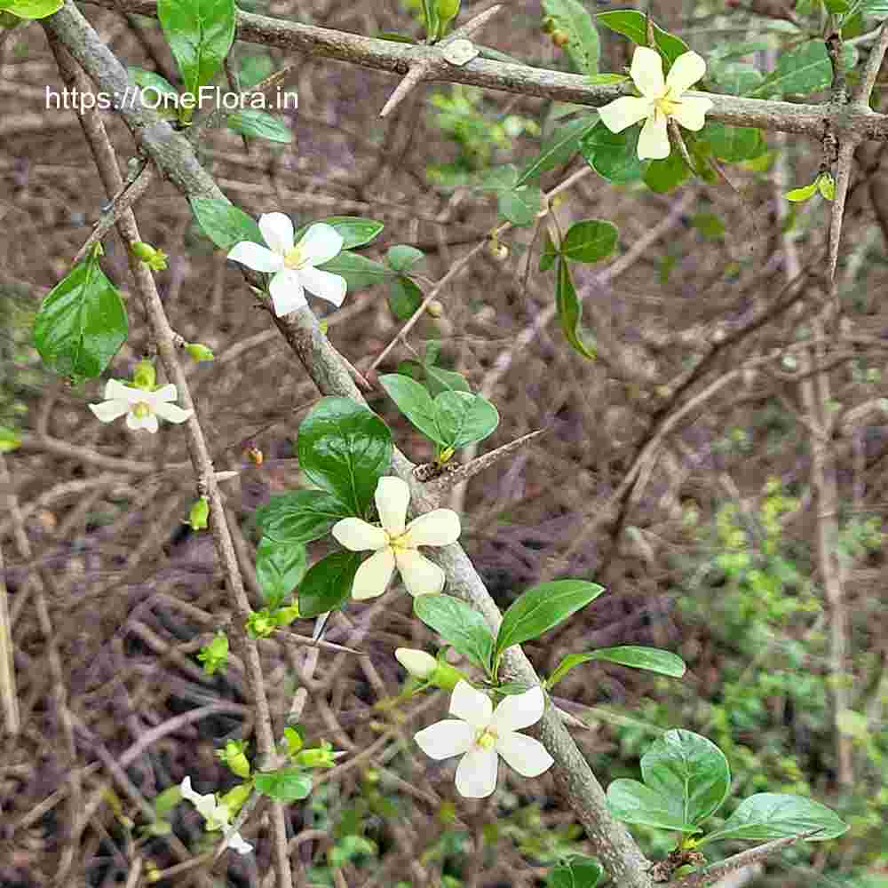 Catunaregam spinosa