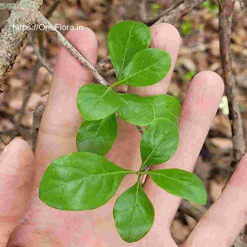 Catunaregam spinosa