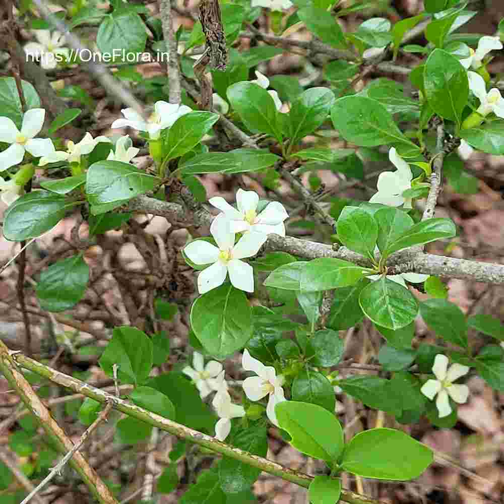 Catunaregam spinosa