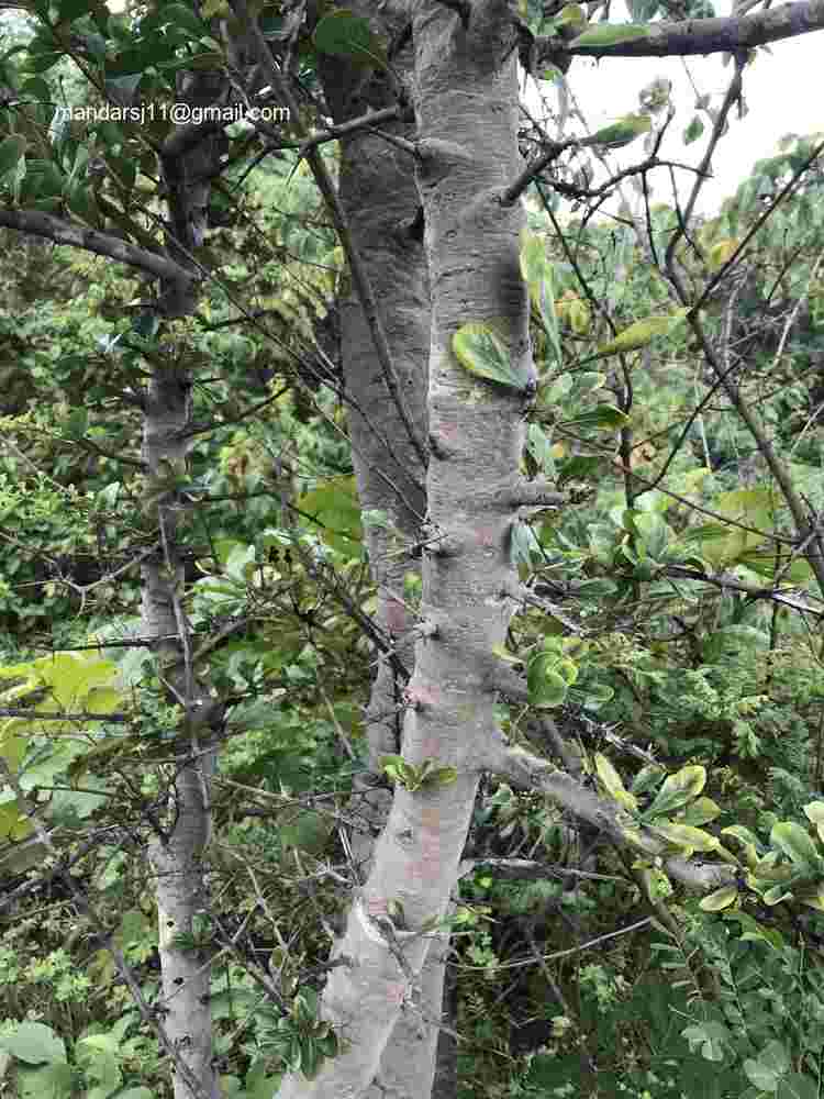 Ceriscoides turgida