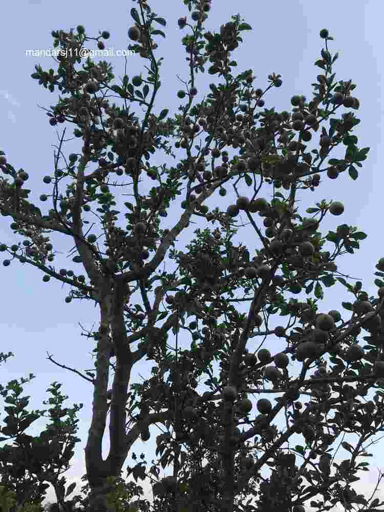 Ceriscoides turgida