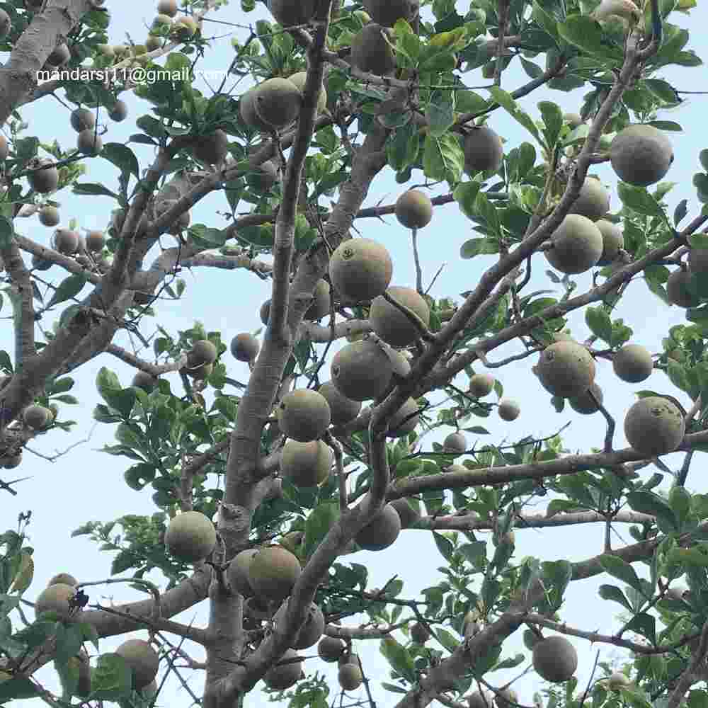 Ceriscoides turgida