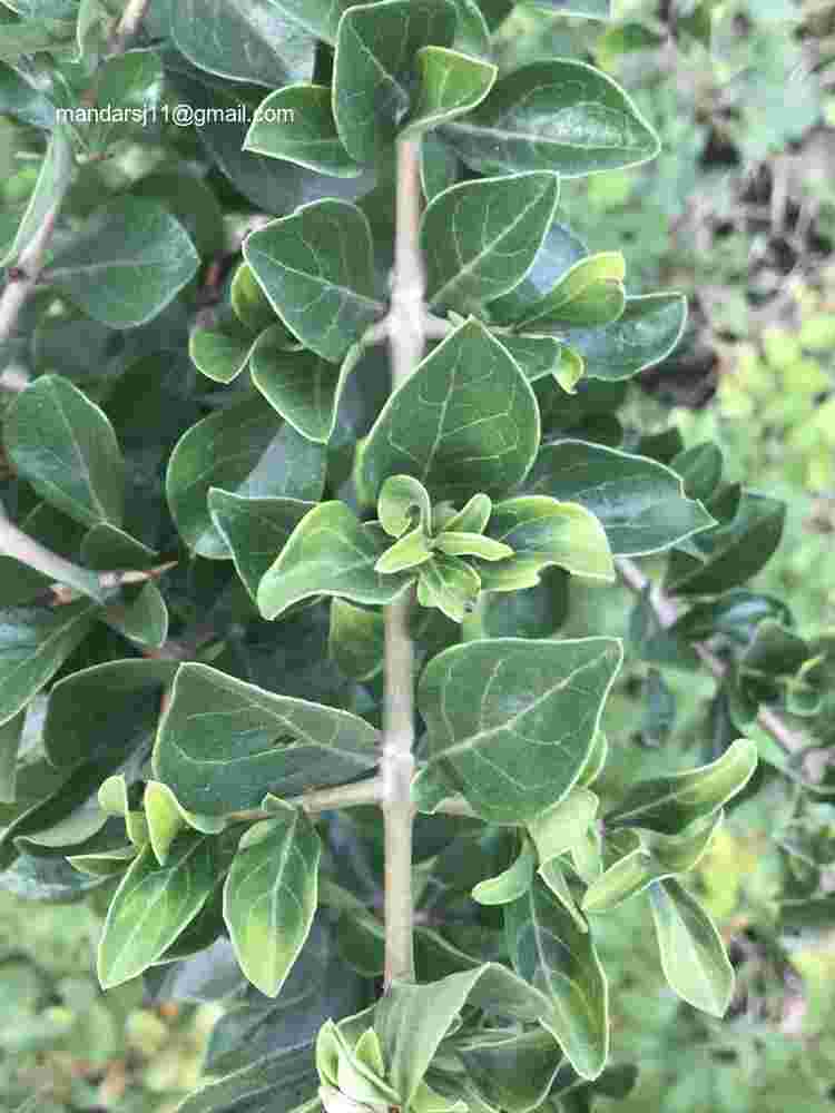 Ceriscoides turgida