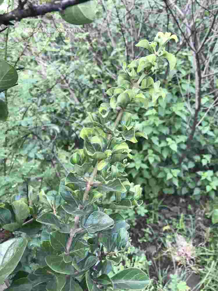 Ceriscoides turgida