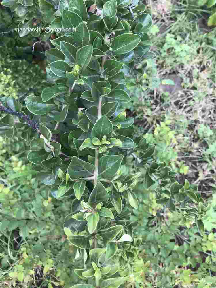 Ceriscoides turgida