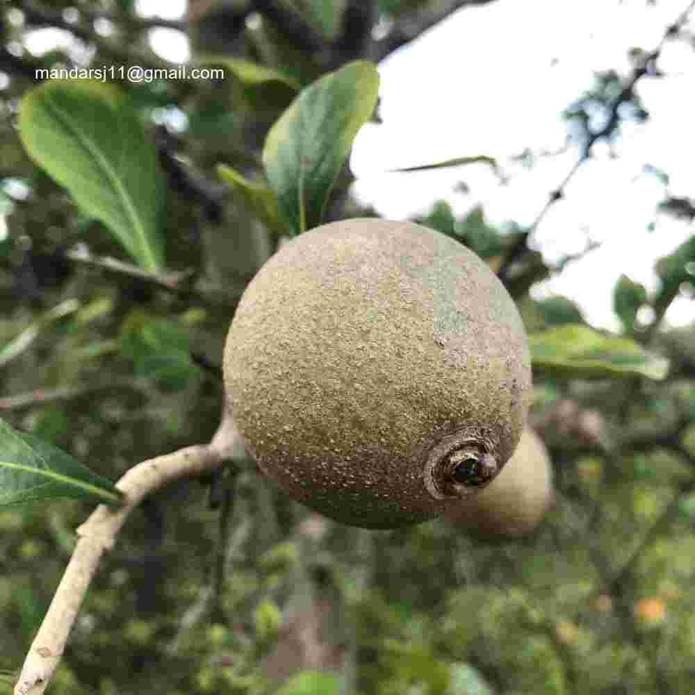 Ceriscoides turgida
