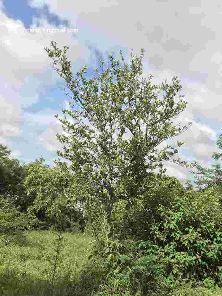 Ceriscoides turgida