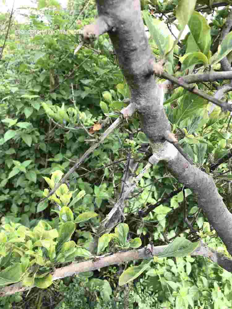 Ceriscoides turgida