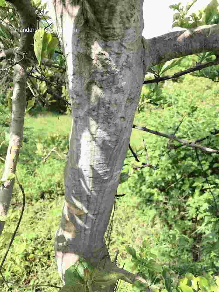 Ceriscoides turgida