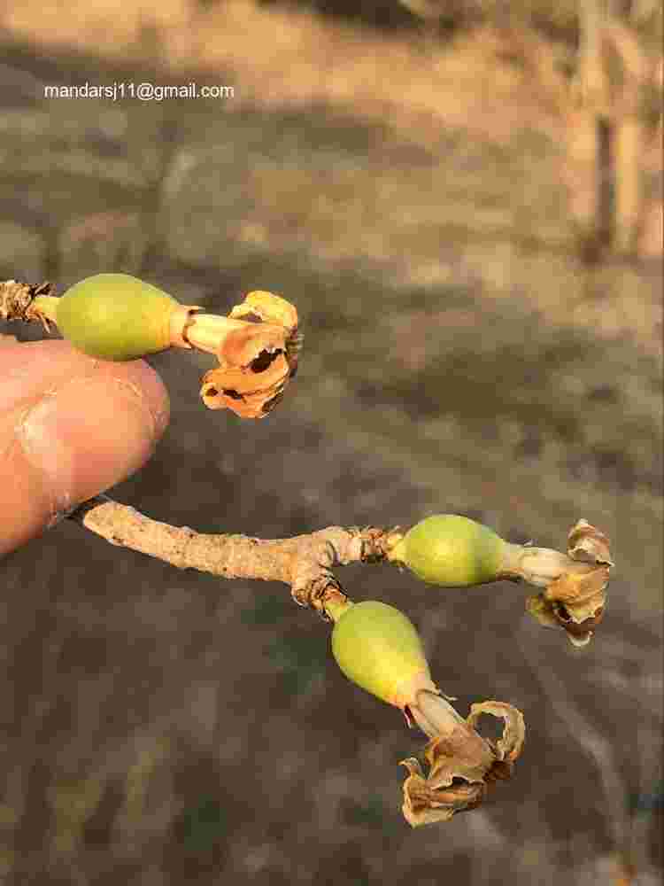 Ceriscoides turgida