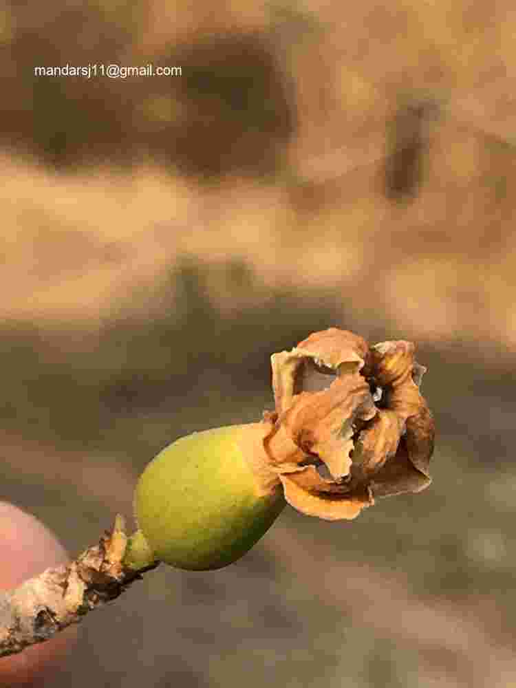 Ceriscoides turgida