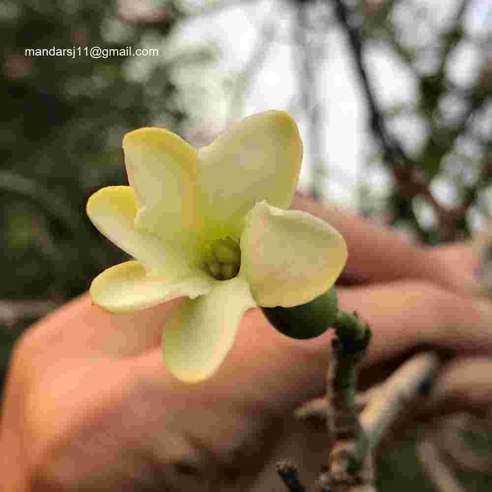 Ceriscoides turgida