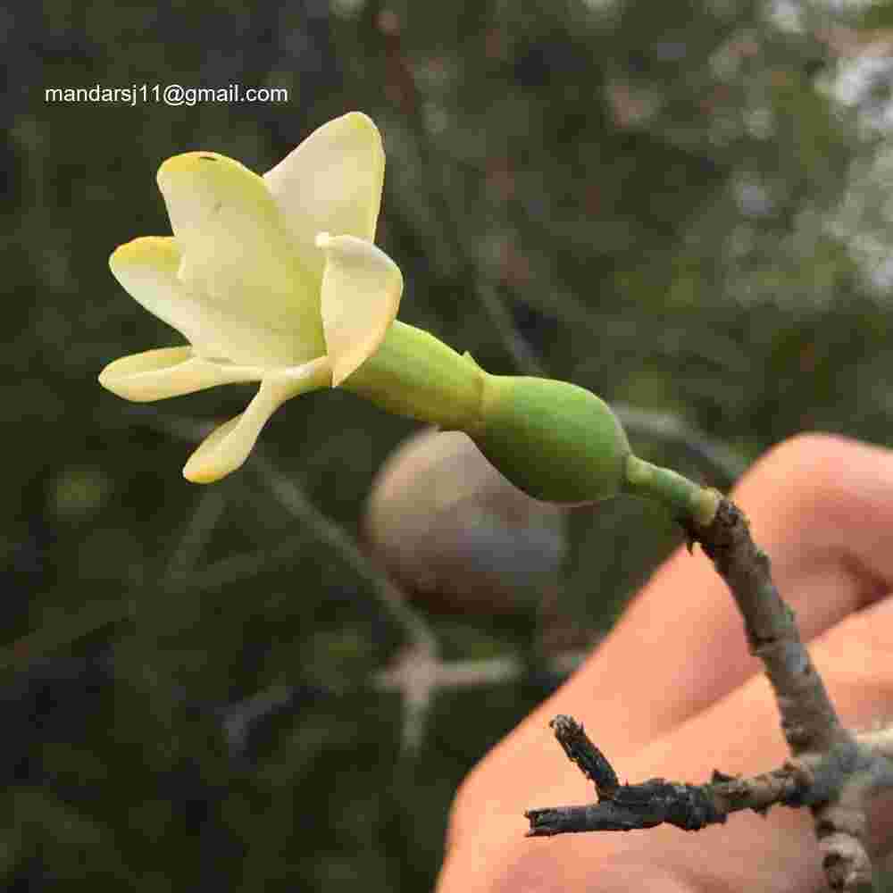 Ceriscoides turgida