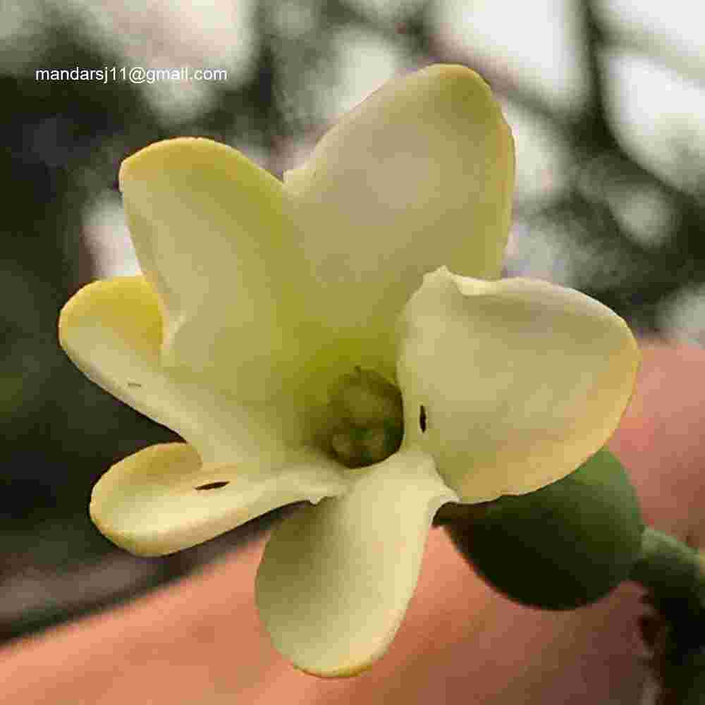 Ceriscoides turgida