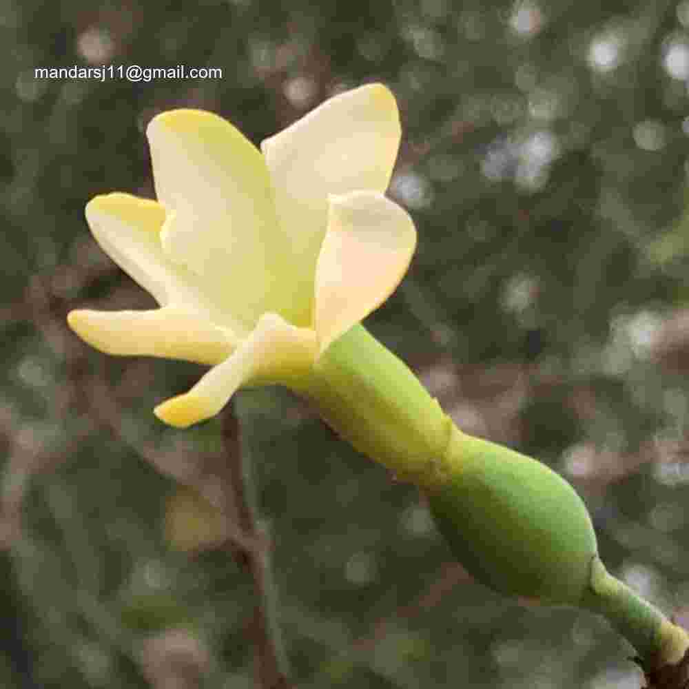 Ceriscoides turgida