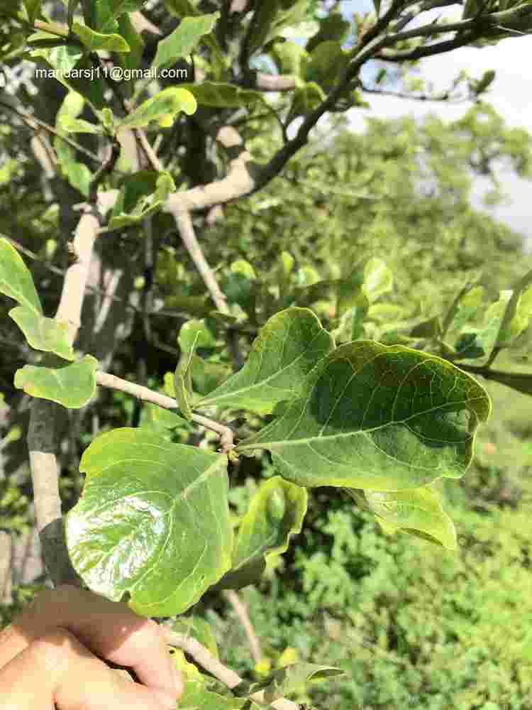 Ceriscoides turgida