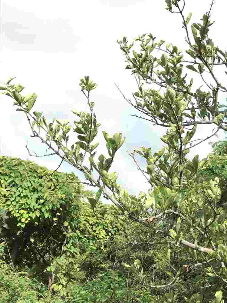Ceriscoides turgida