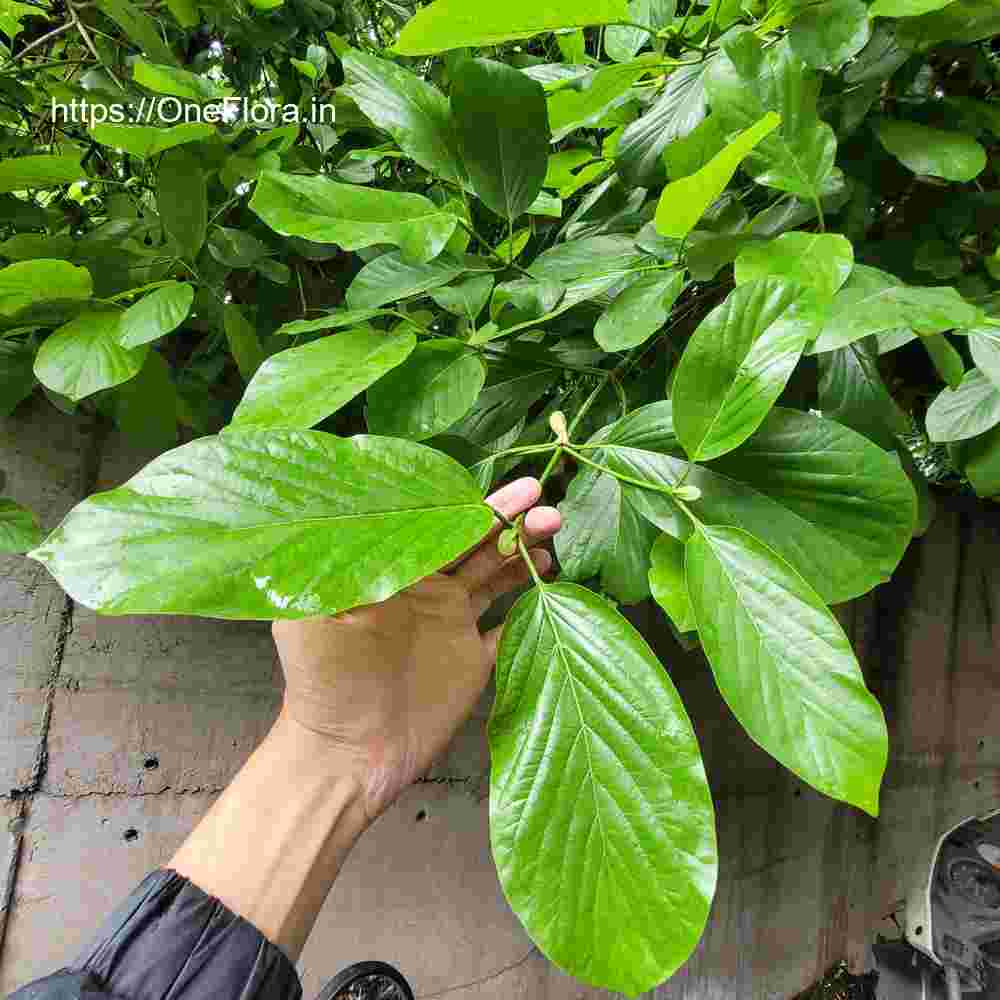 Mitragyna parvifolia
