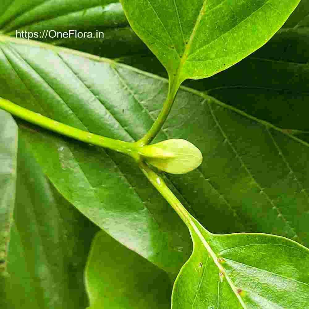 Mitragyna parvifolia
