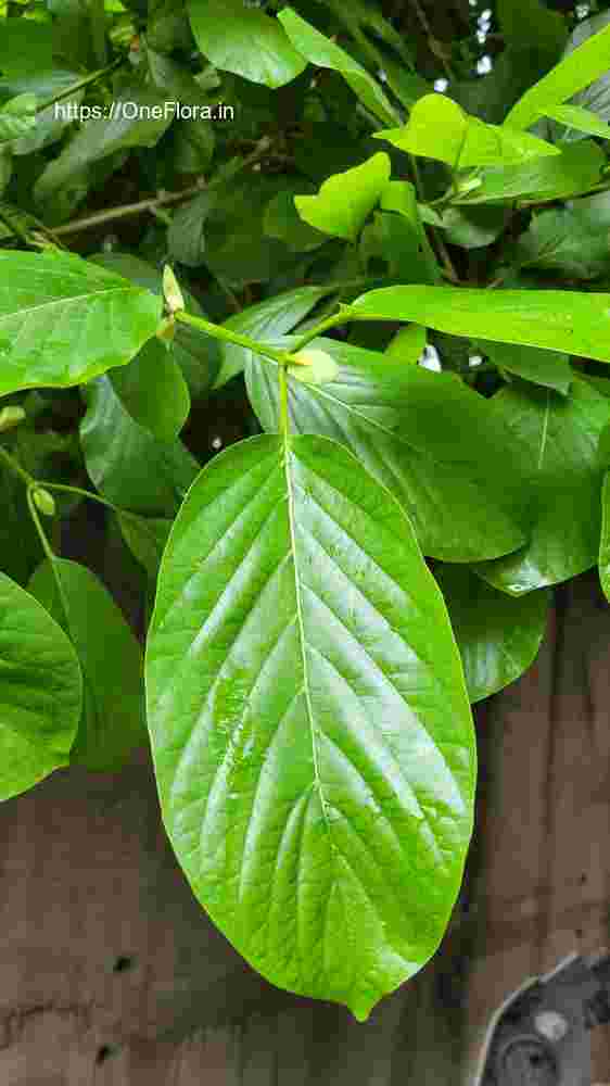 Mitragyna parvifolia